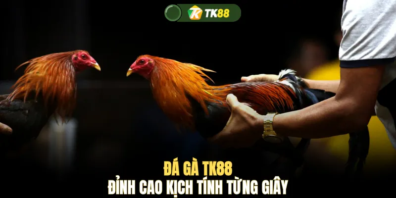 Đá gà TK88 đỉnh cao kịch tính từng giây