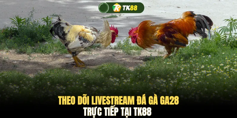 Theo dõi livestream đá gà GA28 trực tiếp tại TK88 