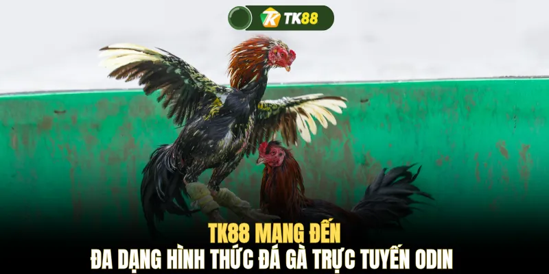 TK88 mang đến đa dạng hình thức đá gà trực tuyến ODIN 