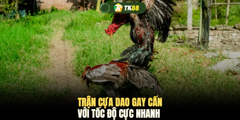 Trận cựa dao gay cấn với tốc độ cực nhanh 