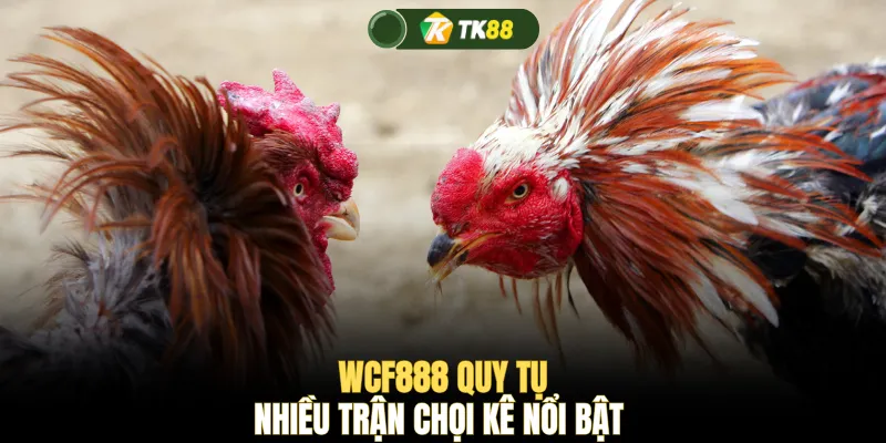 WCF888 quy tụ nhiều trận chọi kê nổi bật 